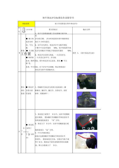 完整版奶牛体况评分标准化作业指导书