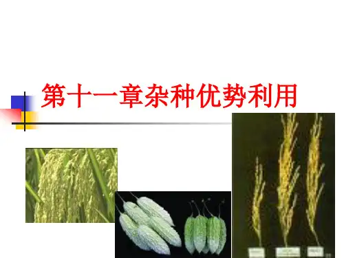 第11章  杂种优势利用