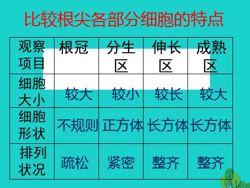 八年级生物上册 第三单元 第二章 第一节 根的生长 比较根尖各部分细胞的特点课件 冀少版