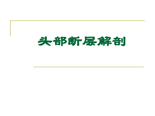 解剖课件-头部断层解剖学PPT