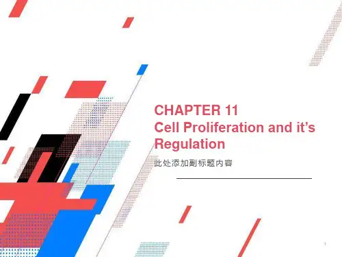 细胞生物学第11章1细胞增殖及其调控