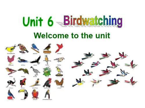 牛津译林英语八年级上册Unit6 birdwatching (共33张PPT)