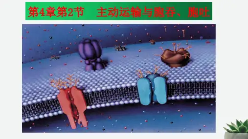 新教材人教版高中生物必修一4.2 主动运输与胞吞、胞吐