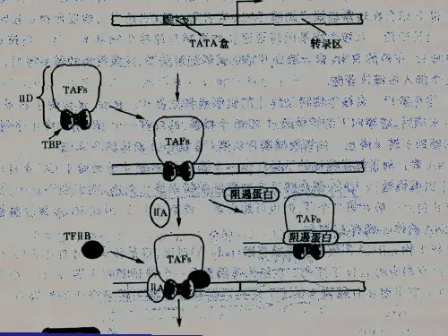 第十章 核酸分子的杂交技术