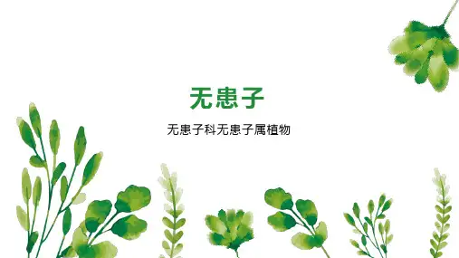 无患子    