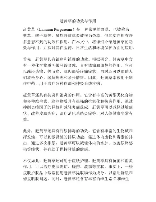 赶黄草的功效与作用