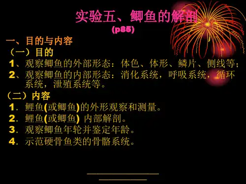 最新实验6 鲫鱼的解剖