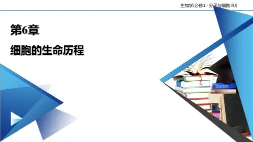 (新教材)细胞的衰老和死亡PPT课件人教版1