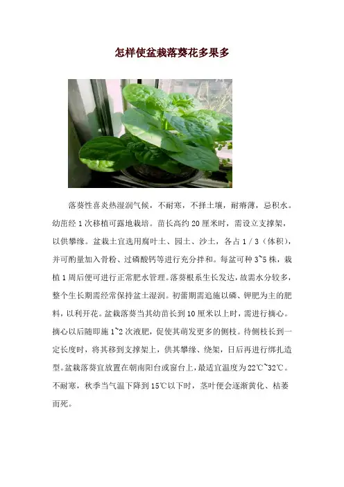 怎样使盆栽落葵花多果多