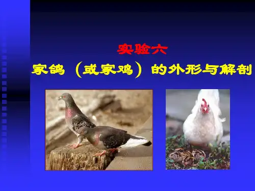 实验动物学：实验六 家鸽(或家鸡)的外形与解剖
