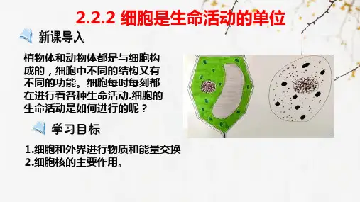 2.2.2 细胞是生命活动的基本单位(课件)七年级生物上册(北师大版2024)