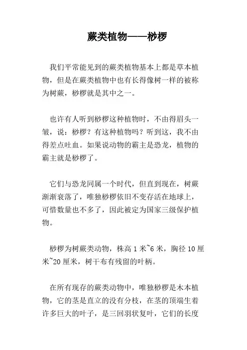 蕨类植物——桫椤