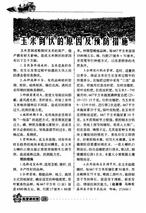 玉米倒伏的原因及预防措施
