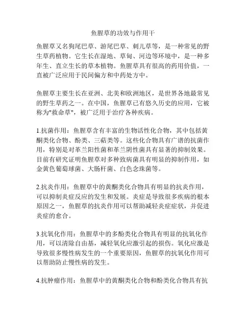 鱼腥草的功效与作用干