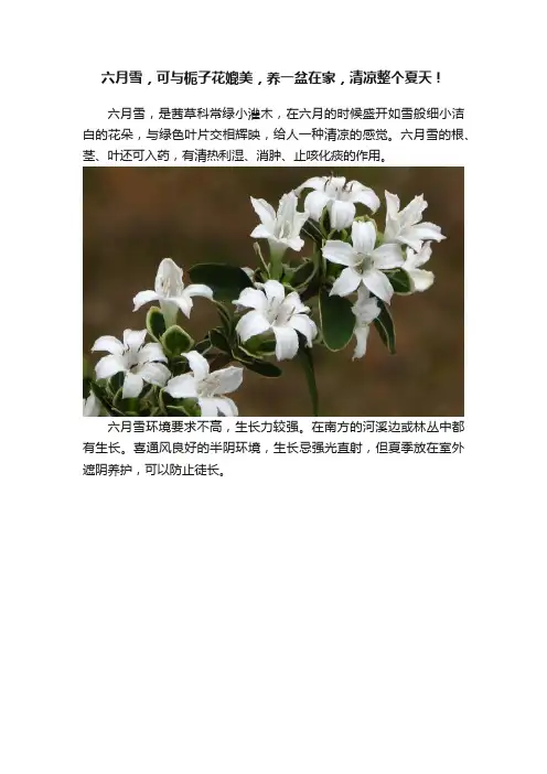 六月雪，可与栀子花媲美，养一盆在家，清凉整个夏天！