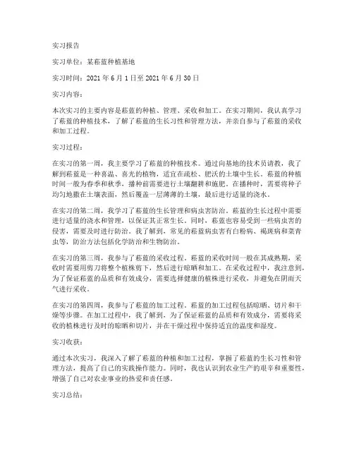 菘蓝生产实习报告