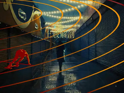 上肢解剖详细解读PPT课件