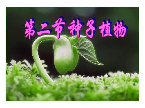 鲁科五四学制版六年级下册生物：第三节 种子植物