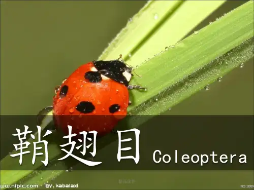 普通昆虫学鞘翅目ppt课件