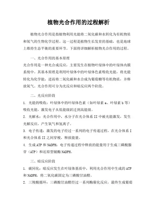 植物光合作用的过程解析