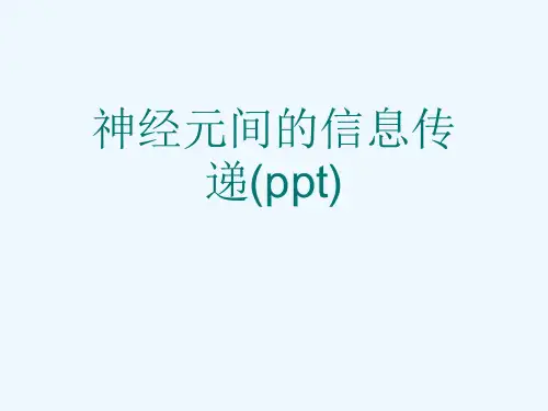 神经元间的信息传递(ppt)