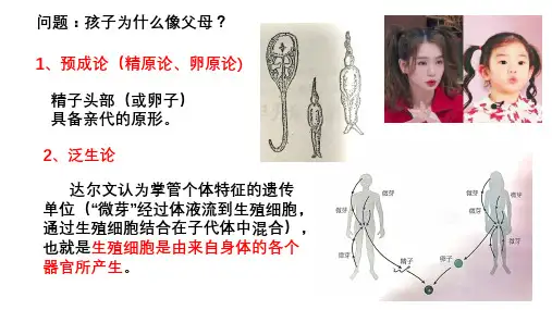 分离定律