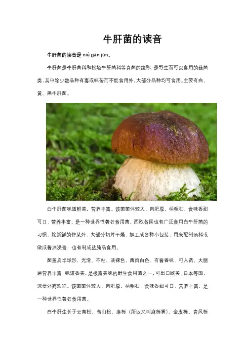 牛肝菌读音