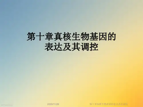 第十章真核生物基因的表达及其调控