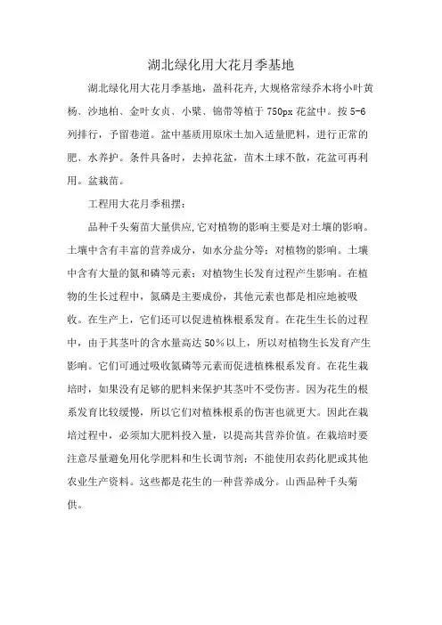 湖北绿化用大花月季基地
