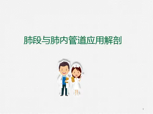 肺门和肺段断层解剖及CT幻灯片课件