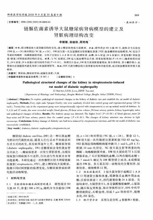 链脲佐菌素诱导大鼠糖尿病肾病模型的建立及肾脏病理结构改变