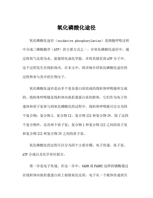 氧化磷酸化途径