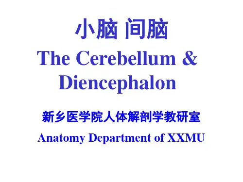 新乡医学院人体解剖学教研室(1).ppt