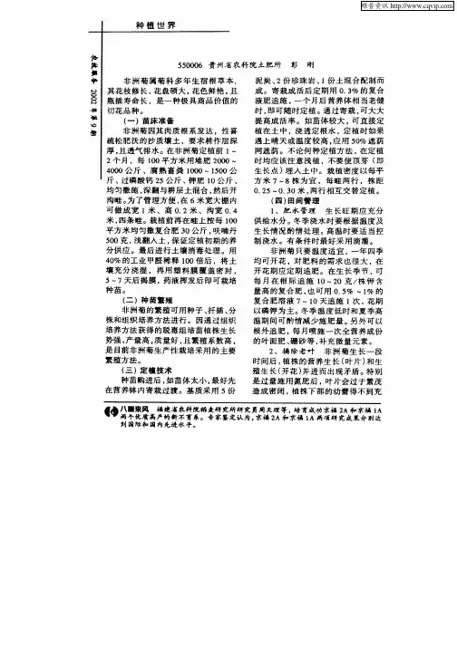 非洲菊切花的栽培技术