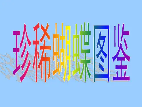 珍稀蝴蝶图鉴31种ppt课件