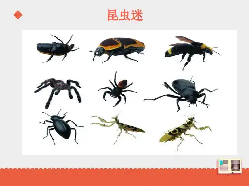 昆虫迷课件第二课时