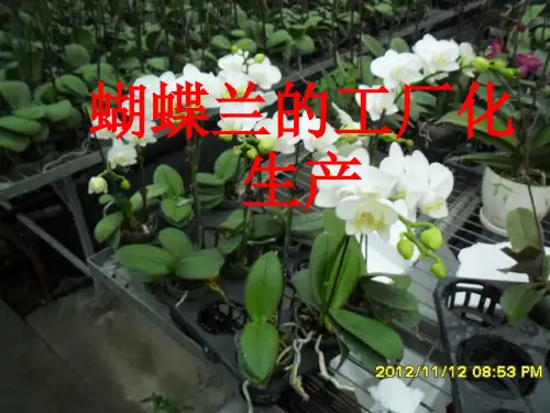 蝴蝶兰的工厂化栽培技术