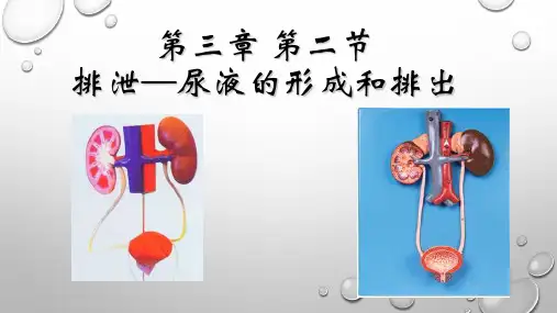 冀少版七年级生物下册2.3.2排泄—— 尿液的形成和排出 课件
