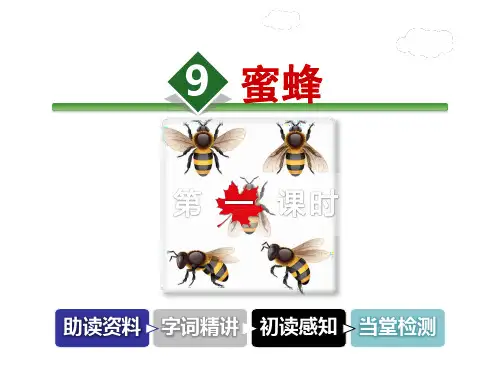 三年级下册语文课件-9.蜜蜂 第1课时-冀教版
