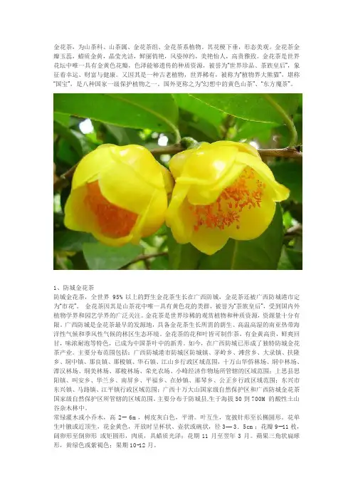 金花茶品种及分布(部分)