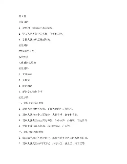 人体解剖实验报告脑(3篇)