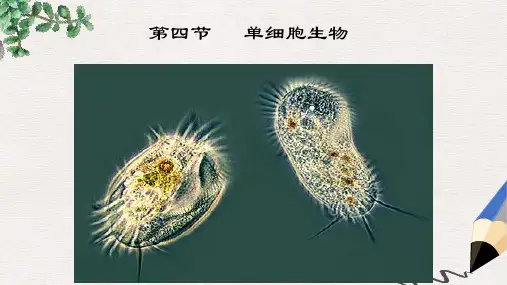 新人教版七年级生物上册第二单元第二章第四节单细胞生物课件