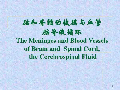 脑和脊髓的被膜血管PPT课件