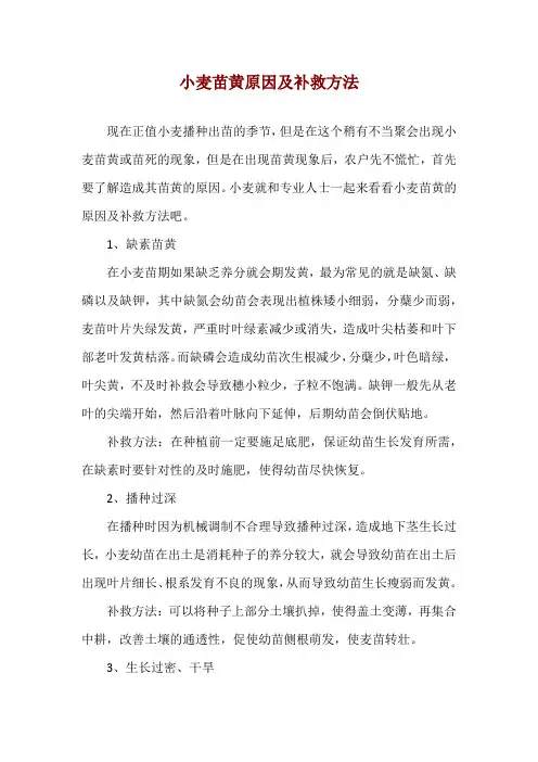 小麦苗黄原因及补救方法
