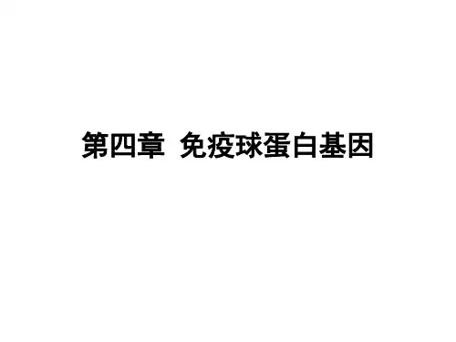 第4章 免疫球蛋白基因