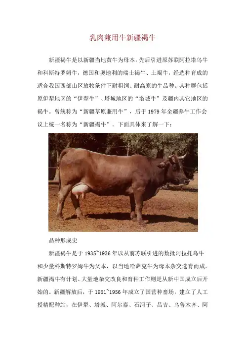 乳肉兼用牛新疆褐牛