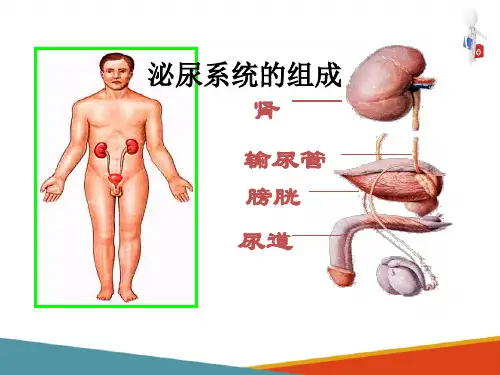 泌尿系统(人体解剖生理学课件)