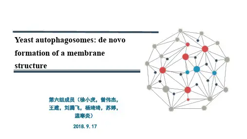 细胞自噬PPT课件