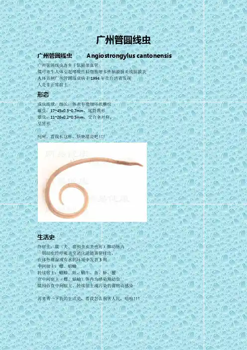 广州管圆线虫基本知识