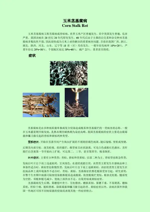 玉米茎基腐